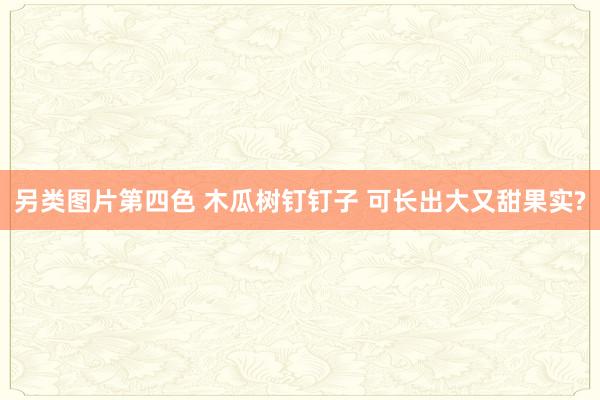 另类图片第四色 木瓜树钉钉子 可长出大又甜果实?